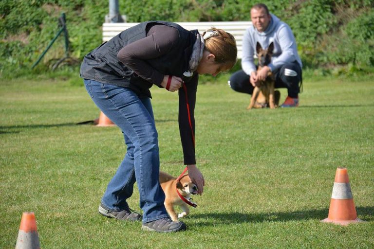 Actieve honden kunnen terecht in de Agility discipline.