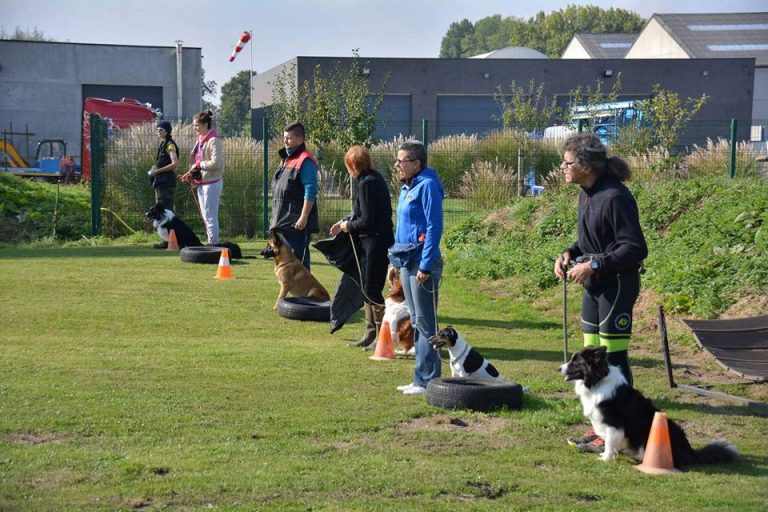 Agility - Hondenschool de wijze hond