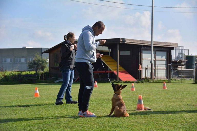 Agility - Hondenschool de wijze hond