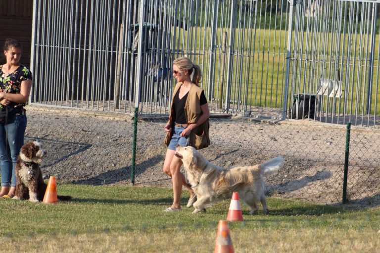 Gehoorzaamheid De Wijze Hond