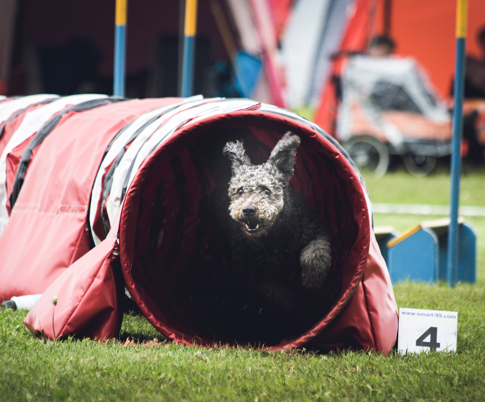 Actieve honden kunnen terecht in de Agility discipline.