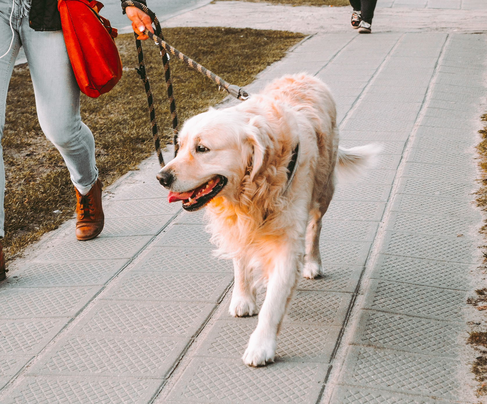 Gehoorzaamheidstraining - hondenschool de wijze hond