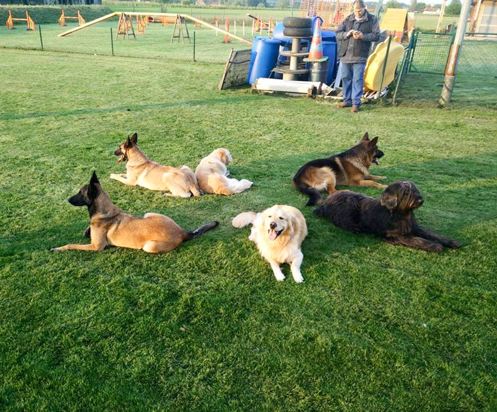 Hondenschool De wijze hond avelgem